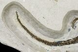 Miocene, Fossil Salamander (Chelotriton) - Bosnia #113311-2